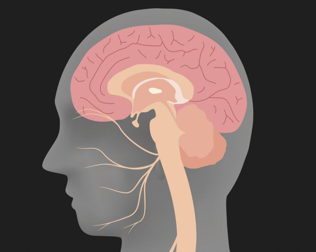 human-head-silhouette-showing-facial-nerve.jpg