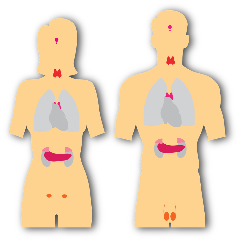 endocrine-system-5921997_1280.png