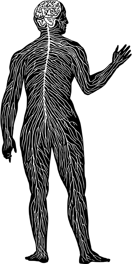 nervous-system-8111180_1280.png